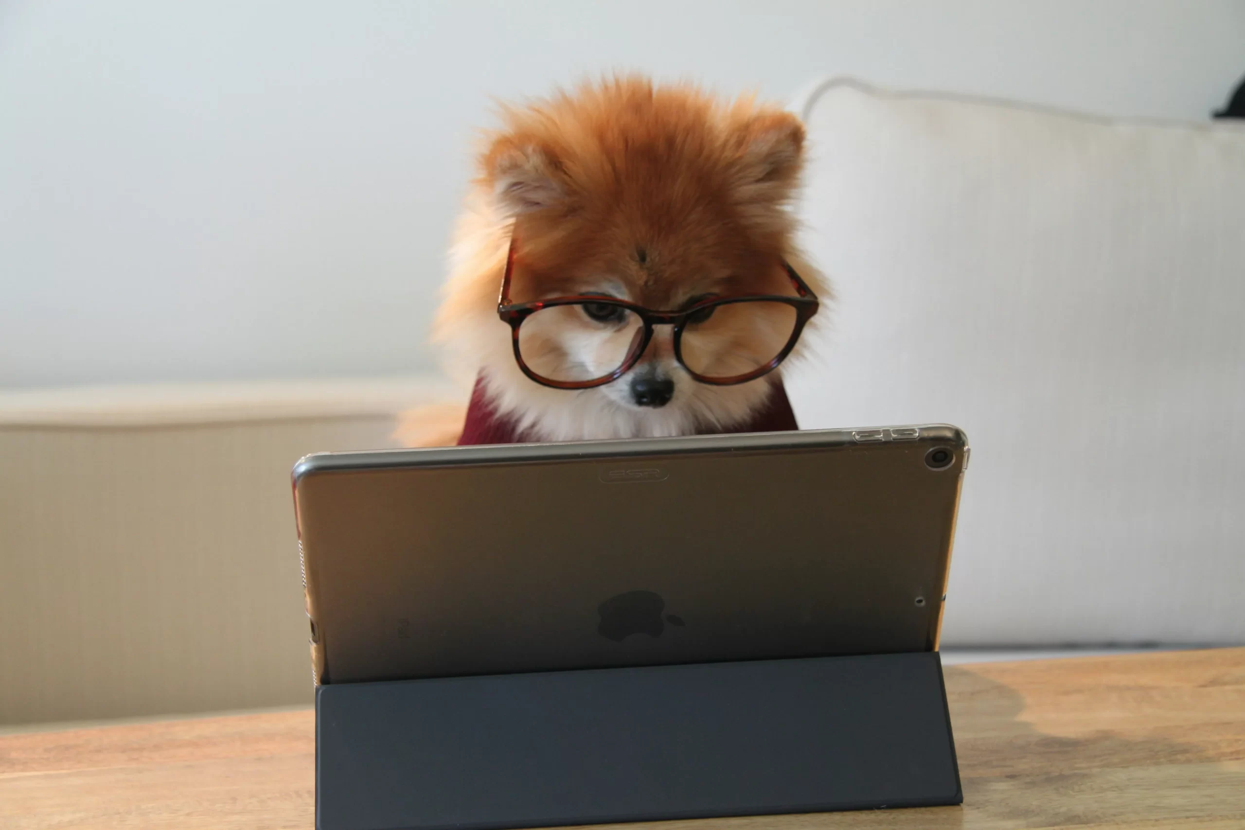 犬 PC